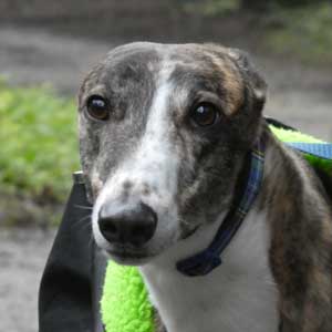 Greyhound foster carers needed