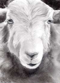 Sally the Sheep by Jayne Herbert