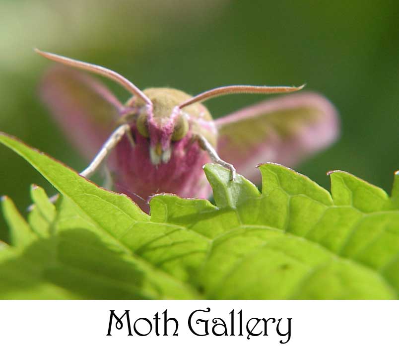 Moth photographs